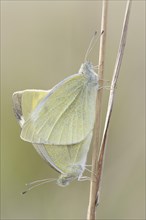 Small White or Cabbage White butterflies (Pieris rapae)