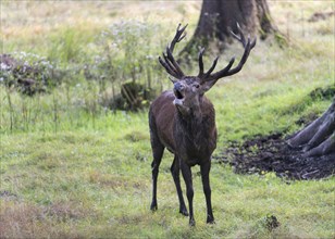 Stag (Cervus elaphus) in rut bugling on a clearing