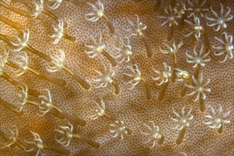 Leather Coral (Sarcophyton ehrenbergi)