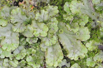 Common Liverwort or Green-tongue Liverwort (Marchantia polymorpha)