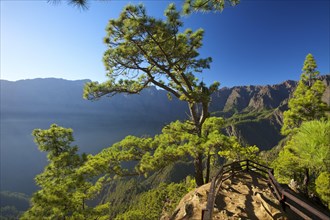 Canary Pines (Pinus canariensis) in the Parque Nacional de la Caldera de Taburiente at the Mirador de Las Chozas