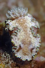 Nudibranch or Sea Slug (Glossodoris cincta)