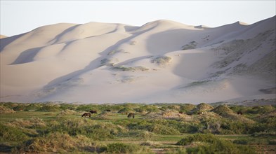 Mongolian horses and cattle grazing in the grass landscape in front of the large sand dunes of Khongoryn Els