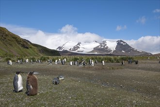 A colony of King Penguins (Aptenodytes patagonicus)