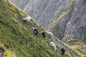 Sheep grazing on a steep slope of Kellerjoch