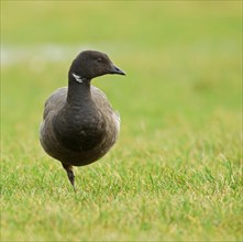 Brant or Brent Goose (Branta bernicla)