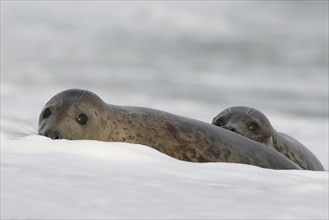 Grey Seals (Halichoerus grypus)