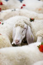 Tyrolean Mountain Sheep (Ovis orientalis aries)