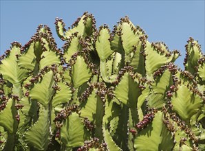 Transvaal Candelabra Euphorbia (Euphorbia cooperi)