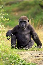 Western Lowland Gorilla (Gorilla gorilla gorilla)