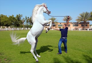 Arabian or Arab horse standing on hindlegs