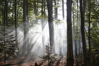 Sun rays penetrating the morning mist in Boisgrand Forest