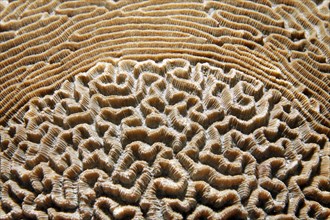 Unusual pattern of a Lesser Valley Coral