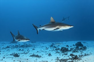 Grey Reef Sharks (Carcharhinus amblyrhynchos) over a sandy sea bottom