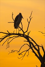 Silhouette of a Marabou stork (Leptoptilos crumeniferus) on a dead tree at sunset