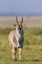 Common eland (Taurotragus oryx) in savanna