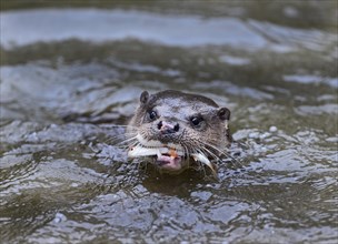 Otter (Lutra lutra) with Roach