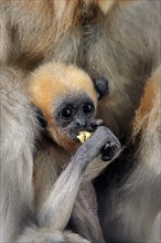 Yellow-cheeked Gibbon (Nomascus gabriellae)