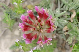 French Tragacanth or Montpellier Milkvetch (Astragalus monspessulanus)