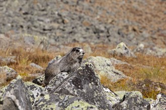 Hoary Marmot (Marmota caligata)