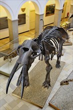 Muhldorfer Urelefant (Gomphotherium)