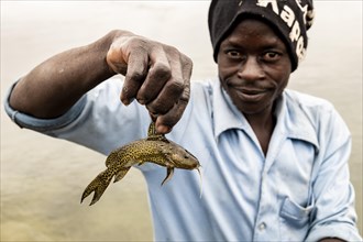 African shows small captured catfish (Siluridae)