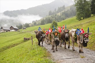 Cows decorated with large bells