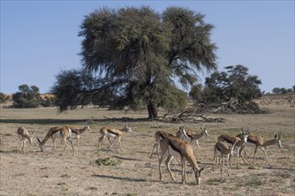 A herd of springboks (Antidorcas marsupialis) in the Nossob Valley