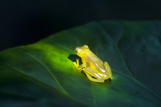 Fleischmann's Glass Frog (Hyalinobatrachium fleischmanni)
