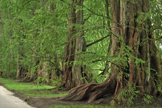 Avenue with Dawn Redwoods (Metasequoia glyptostroboides)