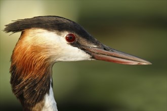 Great Crested Grebe (Podiceps cristatus)