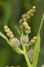 Simplestem Bur-reed or Branched Bur-reed (Sparganium erectum