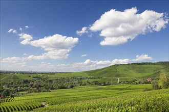 View from Rotenberg over the vineyards towards Kappelberg