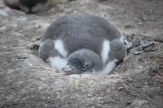 Gentoo Penguin (Pygoscelis papua) chick in the nest