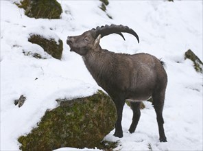Alpine Ibex (Capra ibex) standing in the snow and flehming