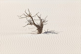 Dead tree in the sand dunes of the desert Deserto Viana