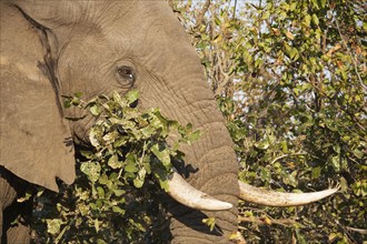 African Elephant (Loxodonta africana) feeding on a Mopane or Turpentine tree (Colophospermum mopane)
