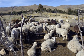Flock of sheep in the High Andes