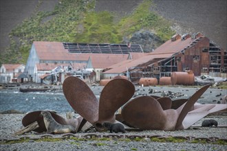 Huge old ships' propellors lying between the houses of the former Stromness whaling station