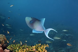 Redtoothed triggerfish (Odonus niger) over a coral reef
