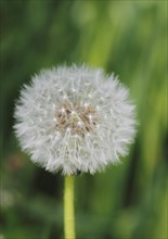 Dandelion clock