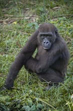 Western Lowland Gorilla (Gorilla gorilla gorilla) in reintroduction enclosure