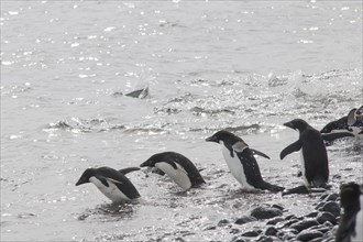 Adelie Penguins (Pygoscelis adeliae) on the way into the ocean