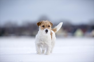 Young Jack Russell Terrier bitch standing in snow