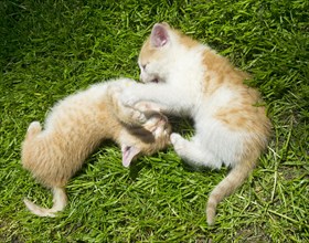 Two young cats playfighting with each other