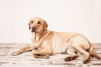 Labrador Retriever with a chewing bone