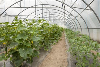 Vegetable plants