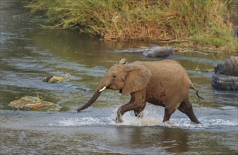 African Elephant (Loxodonta africana) wading through the Olifants River
