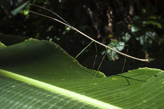 Costa Rican Stick Insect (Calynda brocki)