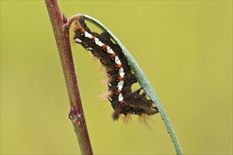 Caterpillar of the Knot Grass (Acronicta rumicis)